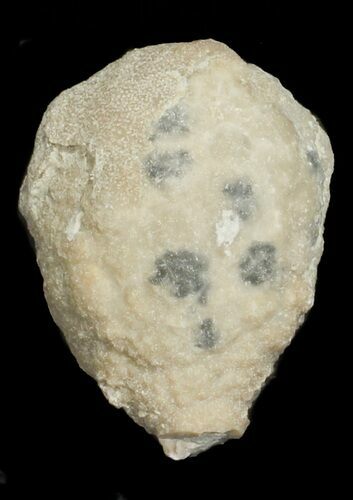 Cystoid (Holocystites) Fossil - Indiana #62023